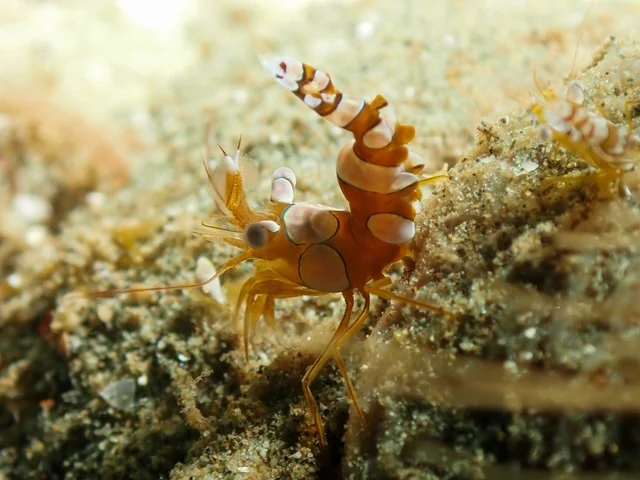 Ambon underwater photography gallery image