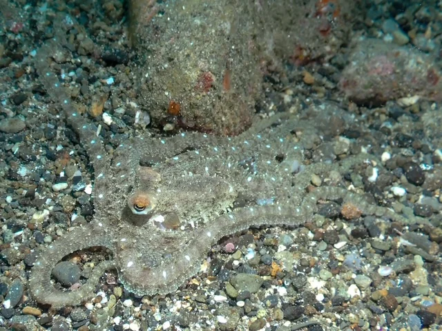 Ambon underwater photography gallery image