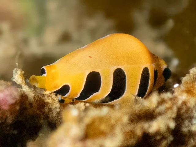 Ambon underwater photography gallery image