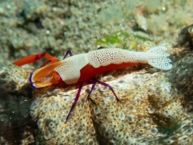 Ambon underwater photography gallery image