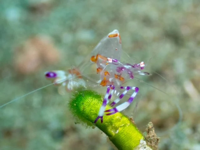 Ambon underwater photography gallery image