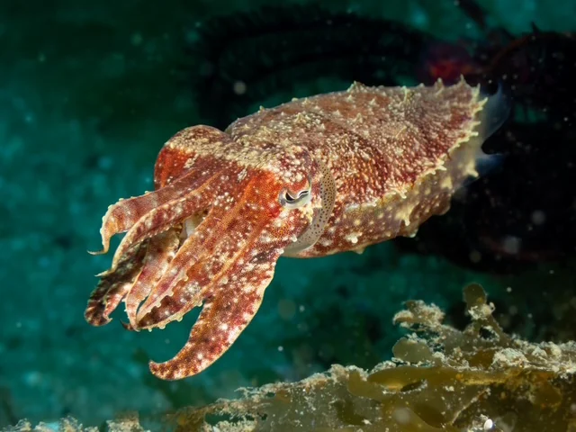 Ambon underwater photography gallery image