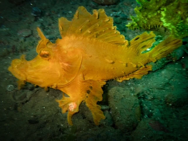 Ambon underwater photography gallery image