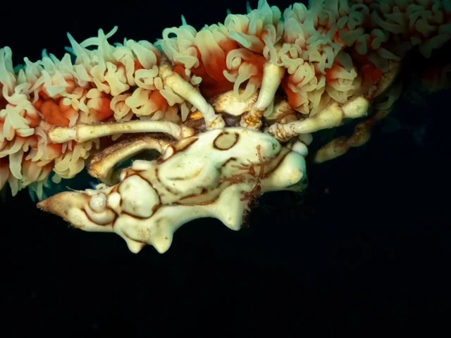 Ambon underwater photography gallery image