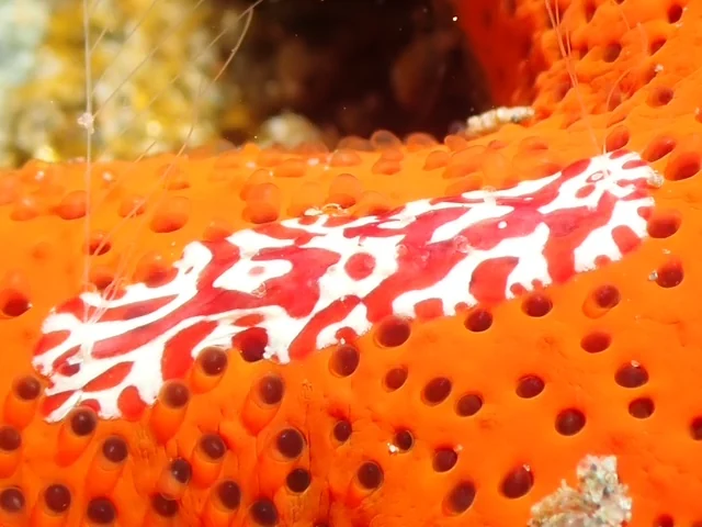 Ambon underwater photography gallery image