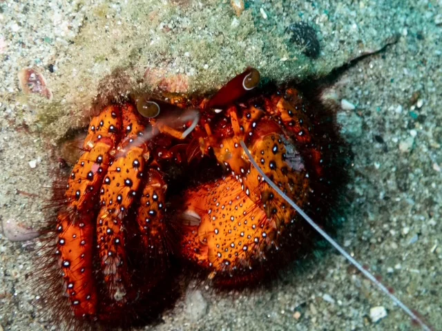 Ambon underwater photography gallery image
