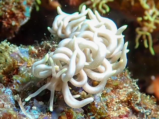 Anilao underwater photography gallery image