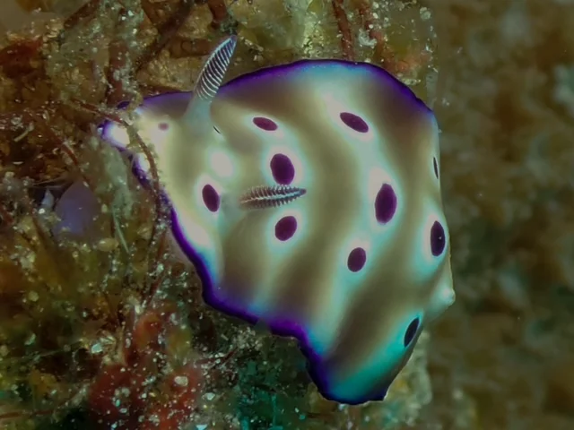 Anilao underwater photography gallery image