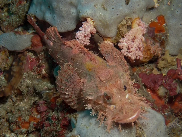 Anilao underwater photography gallery image