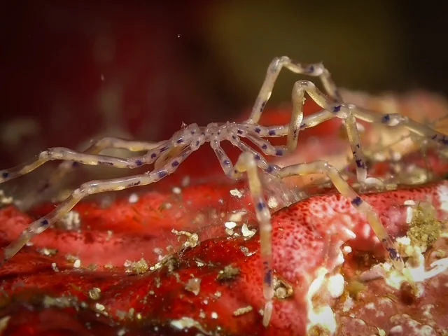 Anilao underwater photography gallery image