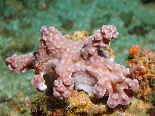 Anilao underwater photography gallery image