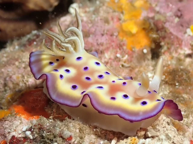 Anilao underwater photography gallery image
