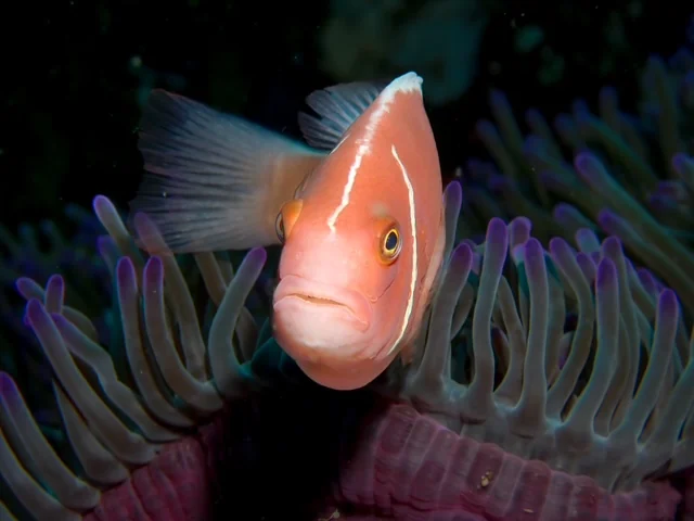 Anilao underwater photography gallery image