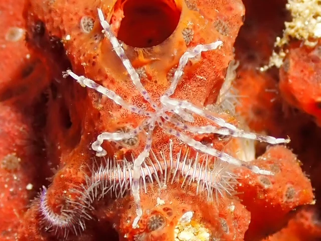 Anilao underwater photography gallery image