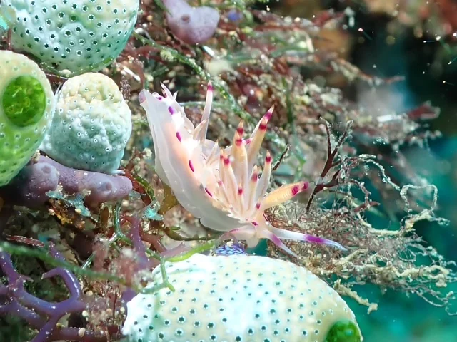Anilao underwater photography gallery image