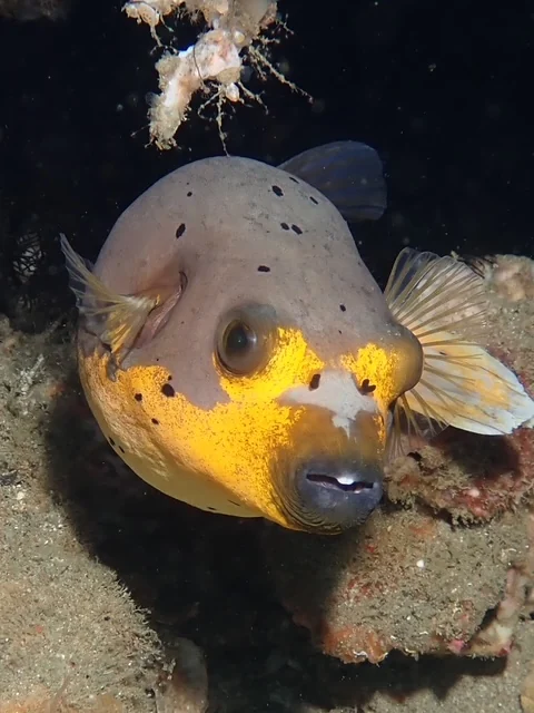 Anilao underwater photography gallery image