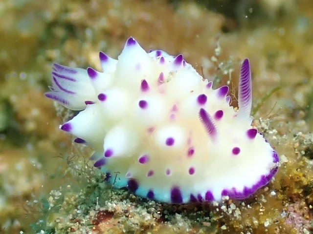 Anilao underwater photography gallery image