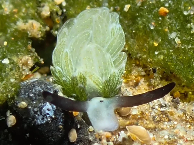 Anilao underwater photography gallery image