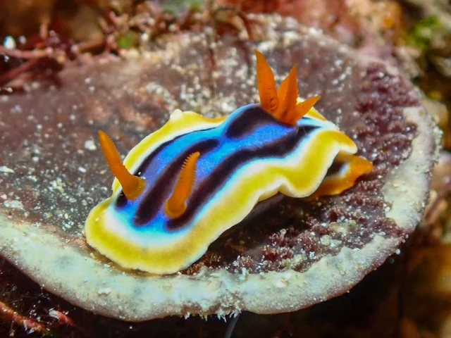 Anilao underwater photography gallery image