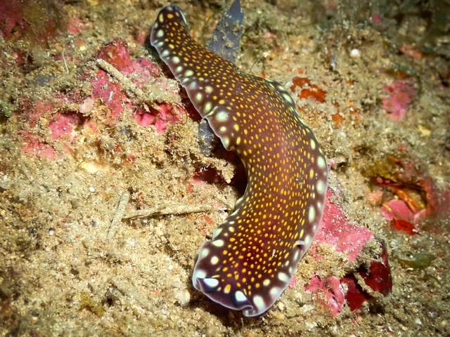 Anilao underwater photography gallery image