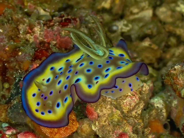 Anilao underwater photography gallery image