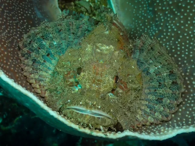 Anilao underwater photography gallery image
