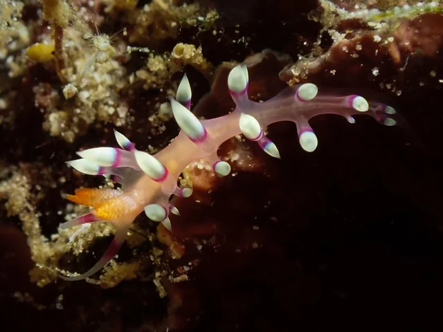 Anilao underwater photography gallery image