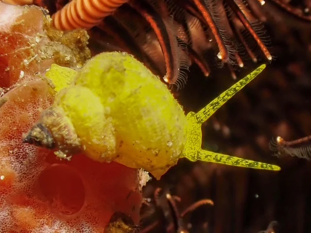 Anilao underwater photography gallery image