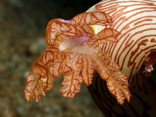 Anilao underwater photography gallery image