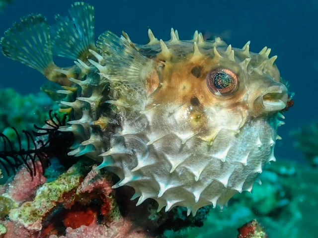 Anilao underwater photography gallery image