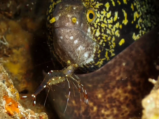 Anilao underwater photography gallery image