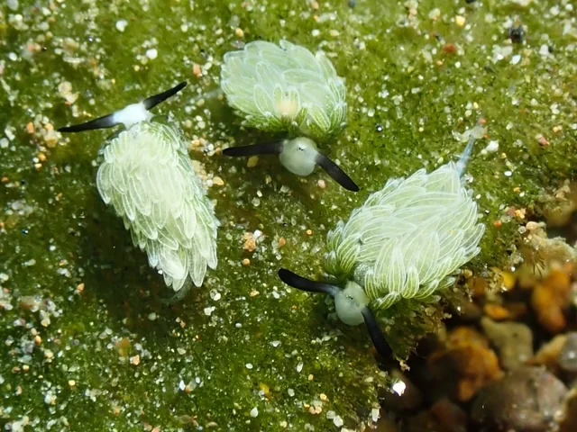 MacroDivers underwater macro photography