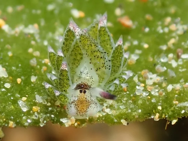 MacroDivers underwater macro photography