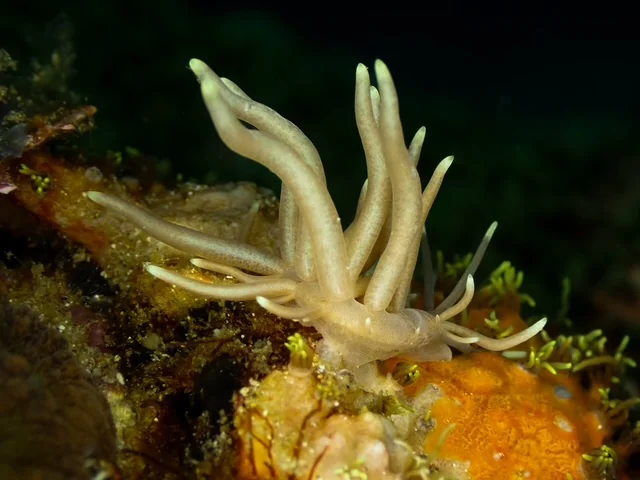 MacroDivers underwater macro photography