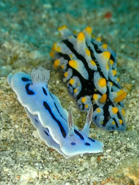 MacroDivers underwater macro photography