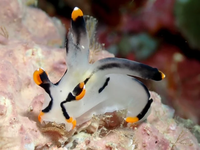 MacroDivers underwater macro photography