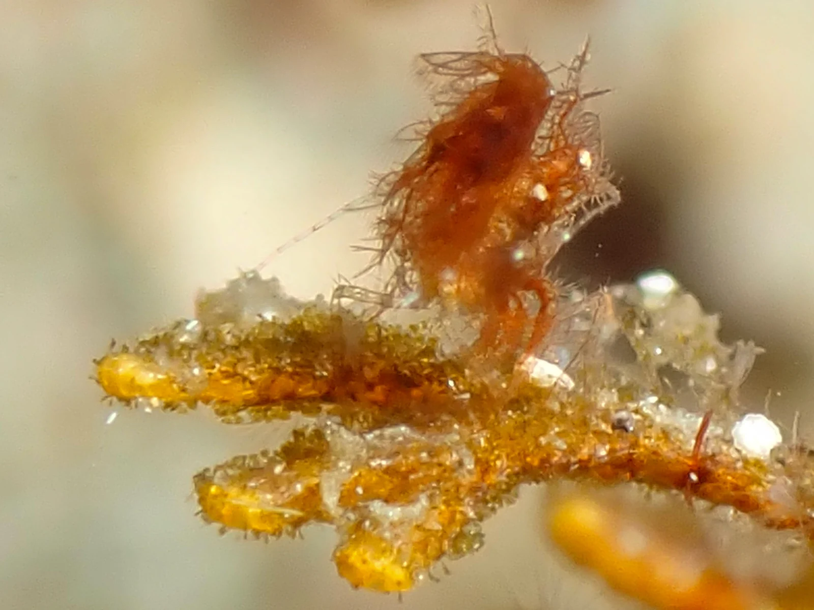 MacroDivers underwater macro photography