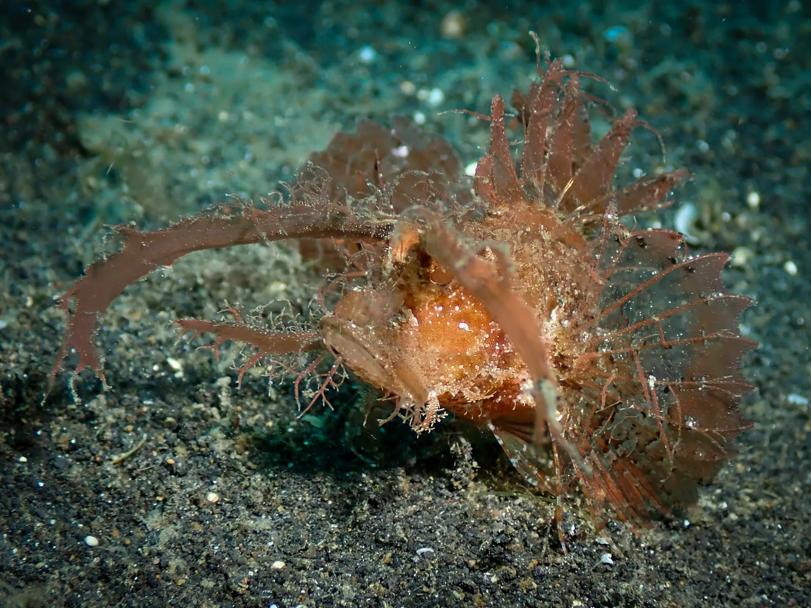 Ambon Scorpionfish (Pteroidichthys amboinensis) photographed underwater in Lembeh Strait, North Sulawesi, Indonesia, August 2026.