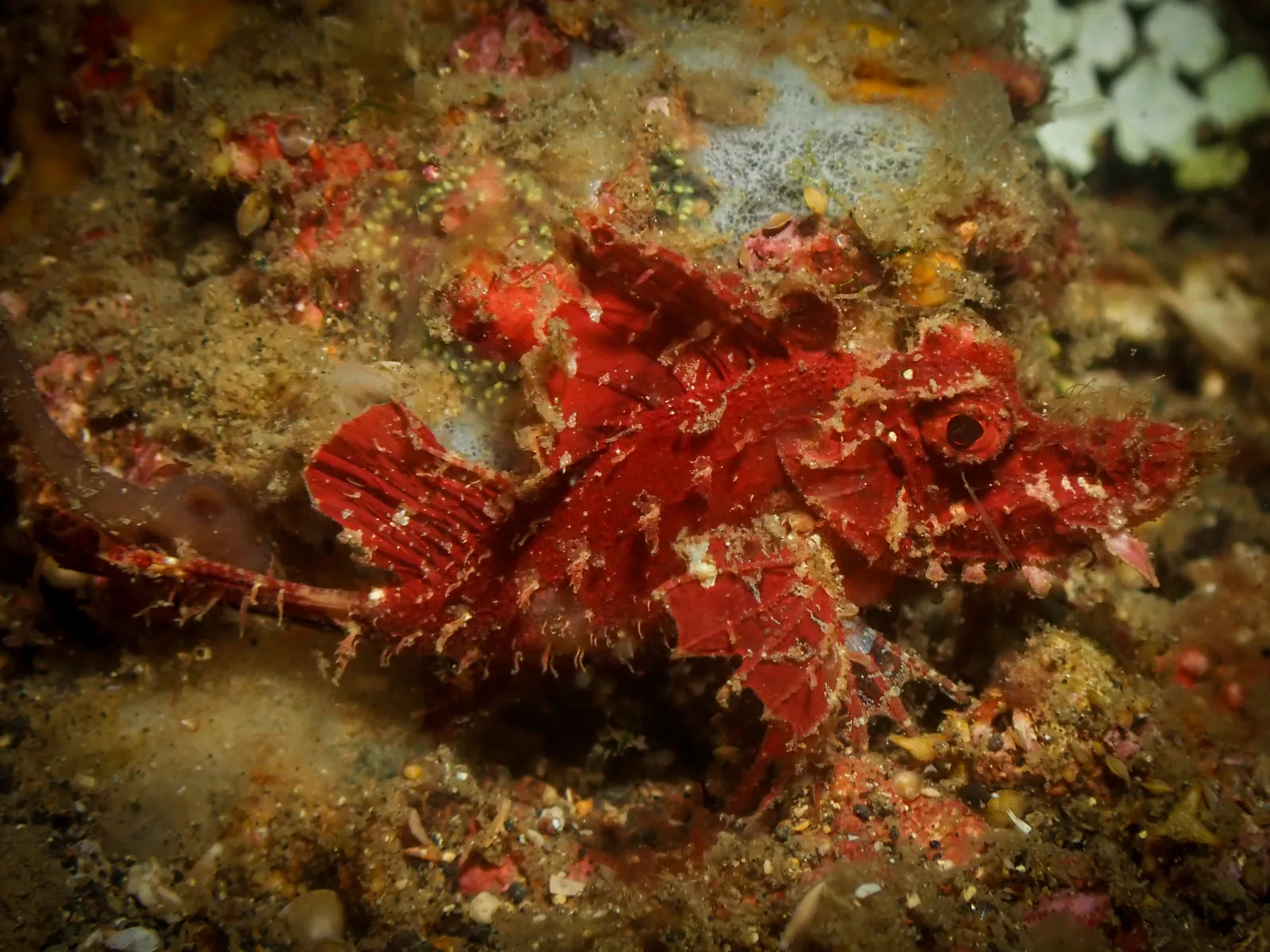 Ambon Scorpionfish (Pteroidichthys amboinensis) photographed underwater in Lembeh Strait, North Sulawesi, Indonesia, August 2026.