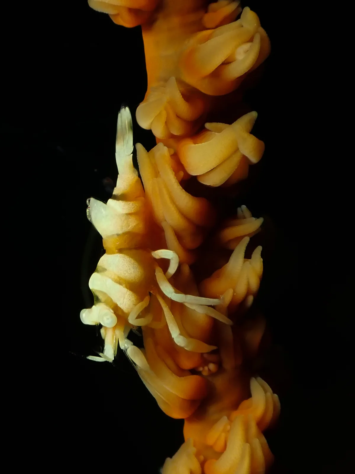 Anker's Whip Coral Shrimp (Pontonides ankeri) photographed underwater in Lembeh Strait, North Sulawesi, Indonesia, August 2026.