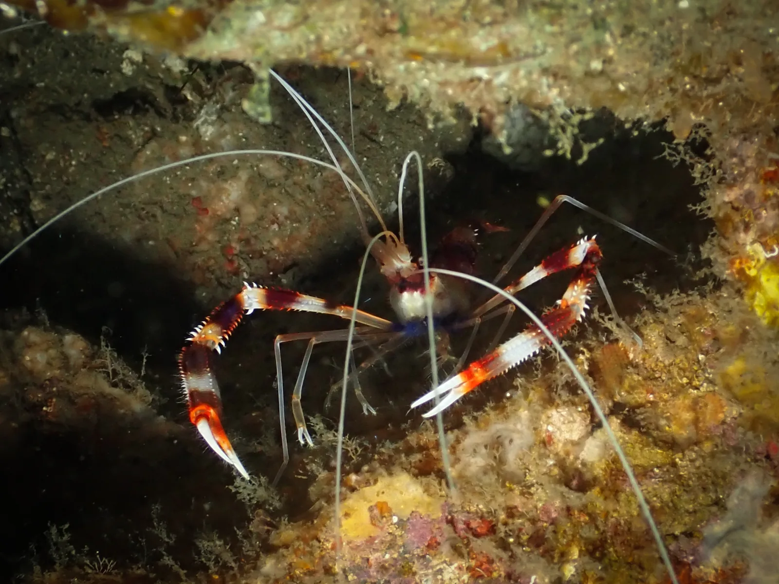 Banded Coral Shrimp (Stenopus hispidus) photographed underwater in Lembeh Strait, North Sulawesi, Indonesia, August 2026.