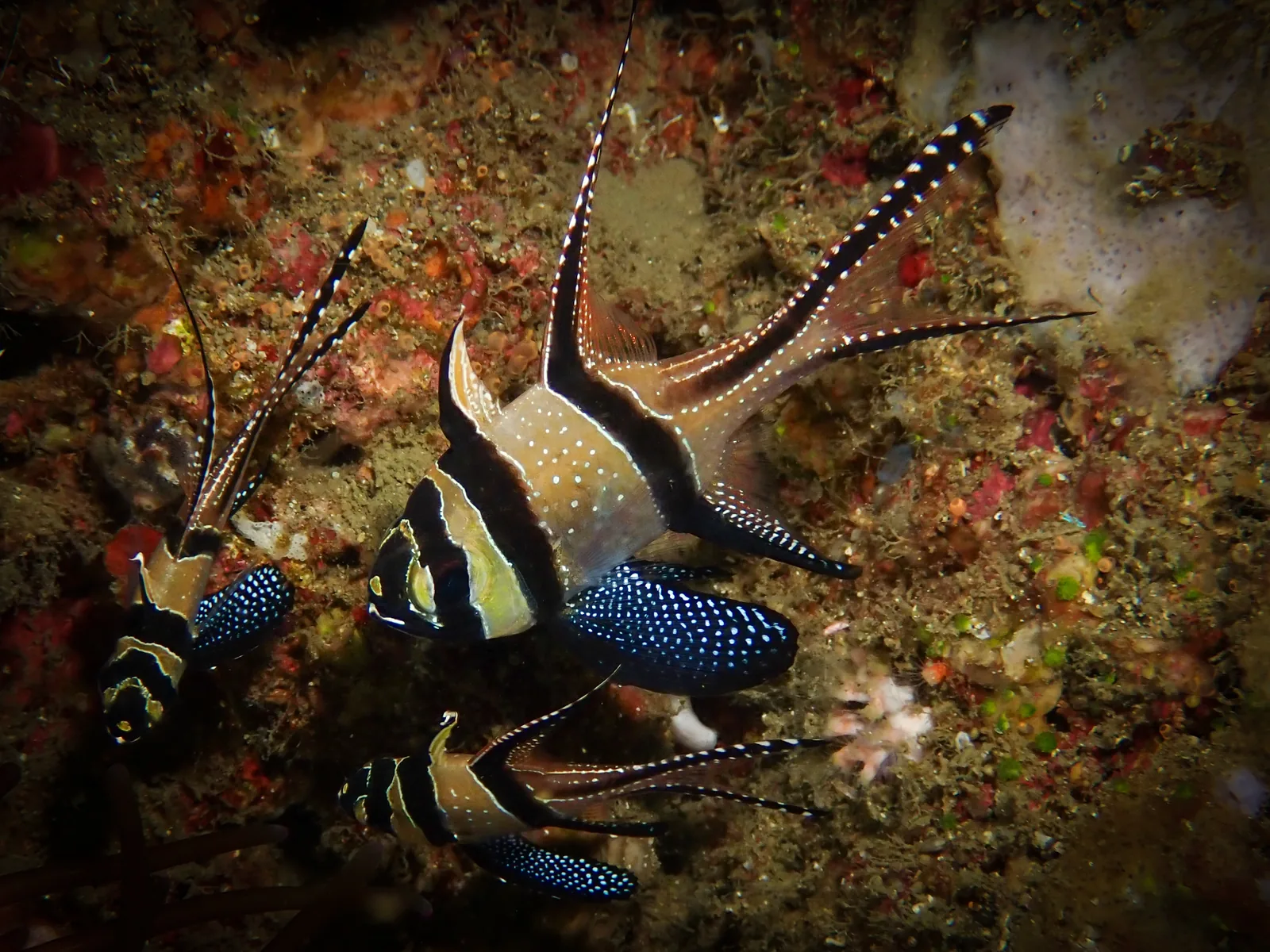 Banggai Cardinalfish (Pterapogon kauderni) photographed underwater in Lembeh Strait, North Sulawesi, Indonesia, August 2026.