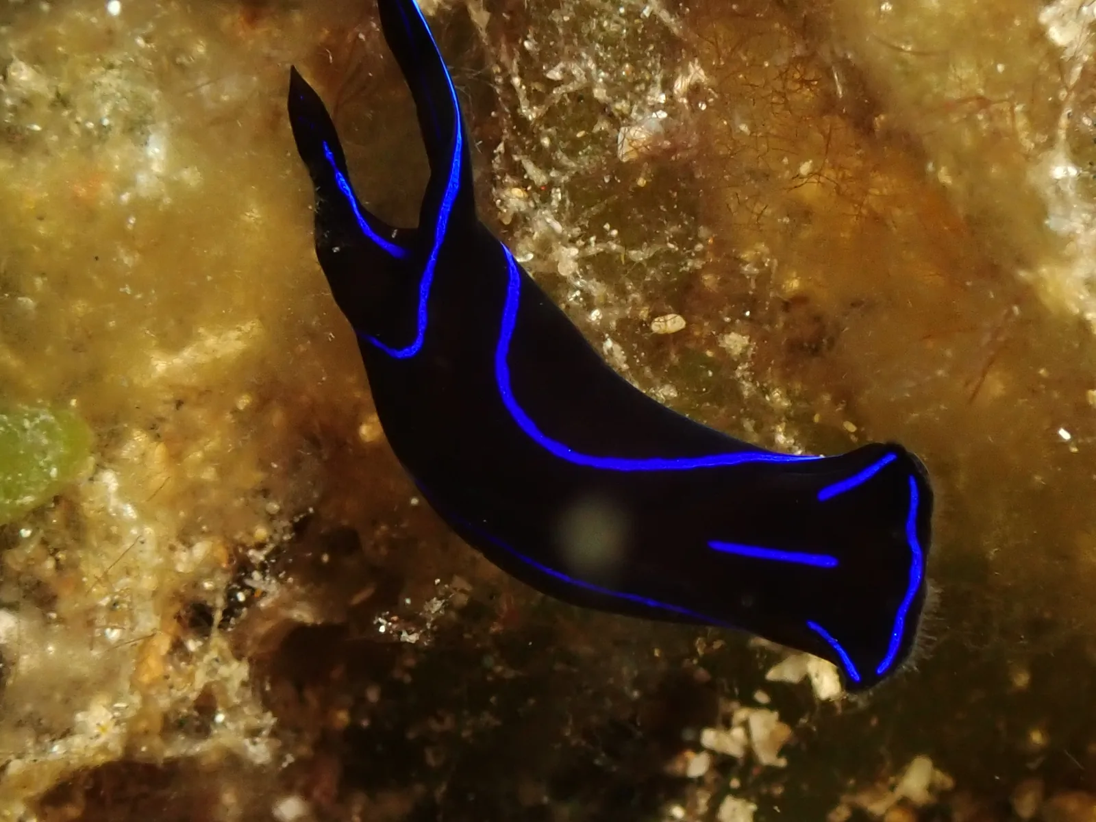 Blue Velvet Headshield Slug (Chelidonura varians) photographed underwater in Lembeh Strait, North Sulawesi, Indonesia, August 2026.