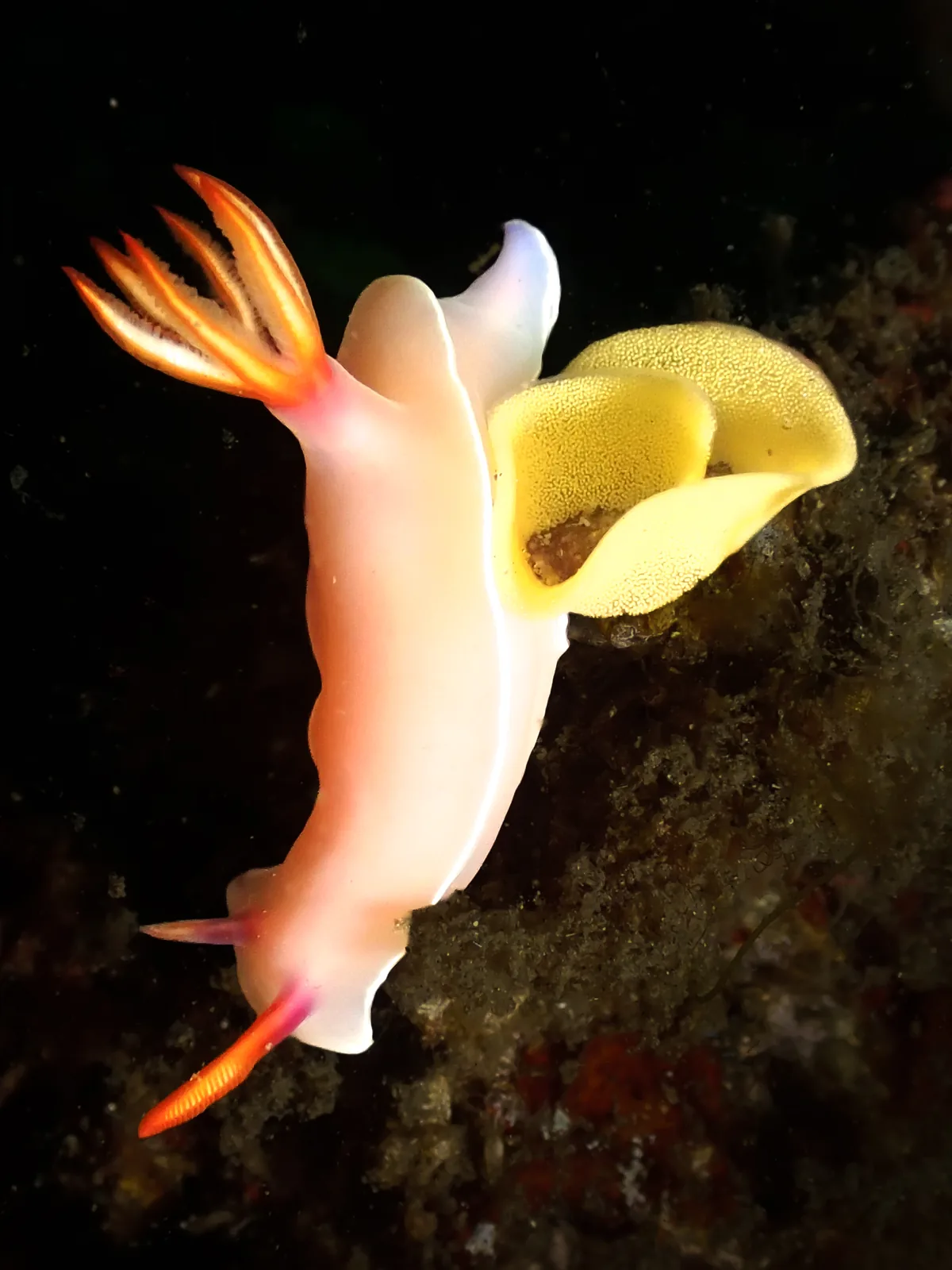 Bullock's Hypselodoris (Hypselodoris bullockii) photographed underwater in Lembeh Strait, North Sulawesi, Indonesia, August 2026.