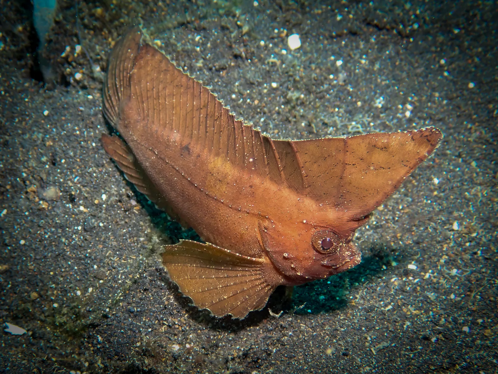 Cockatoo Waspfish (Ablabys taenianotus) photographed underwater in Lembeh Strait, North Sulawesi, Indonesia, August 2026.