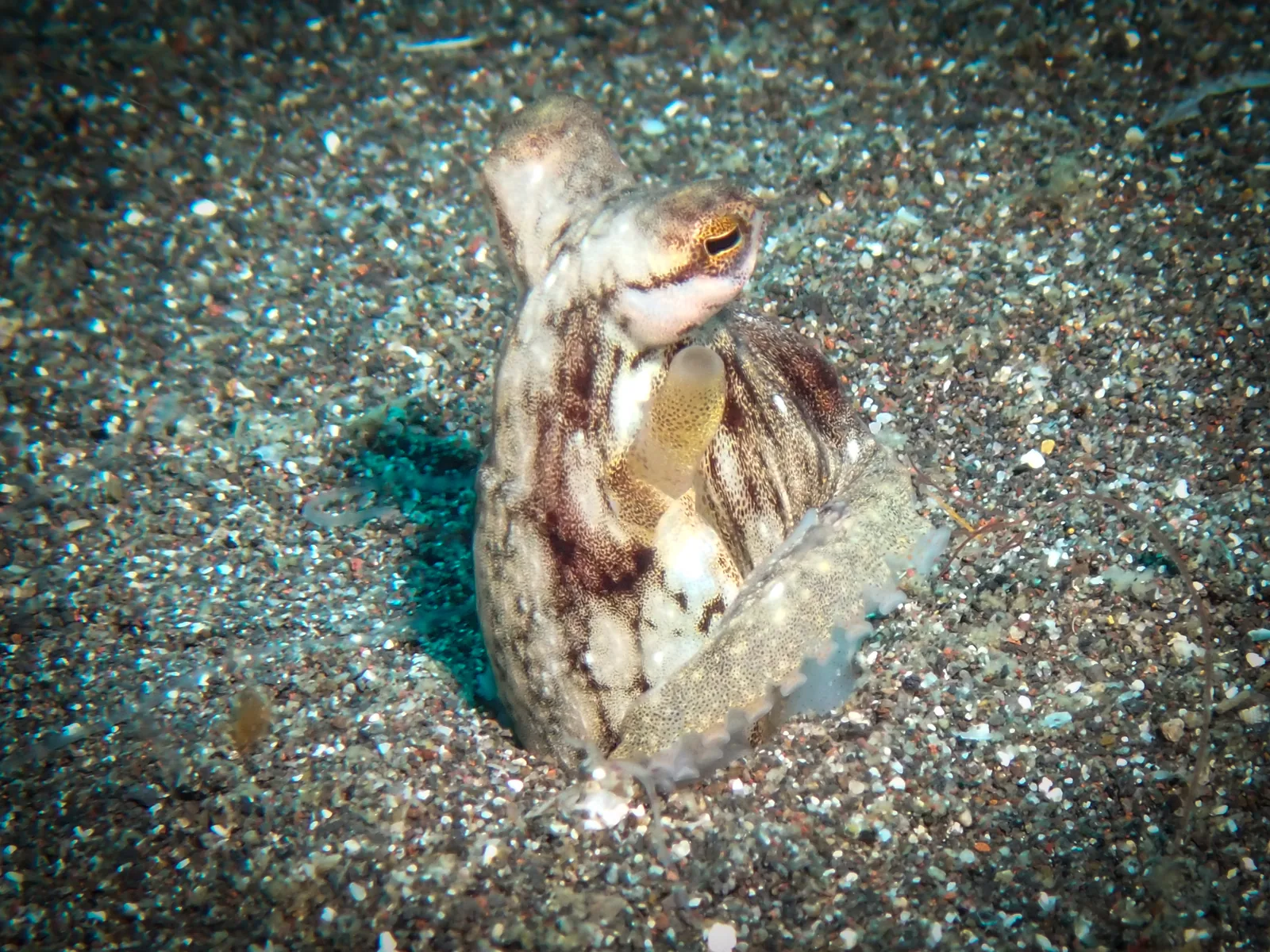 Coconut Octopus (Amphioctopus marginatus) photographed underwater in Lembeh Strait, North Sulawesi, Indonesia, August 2026.