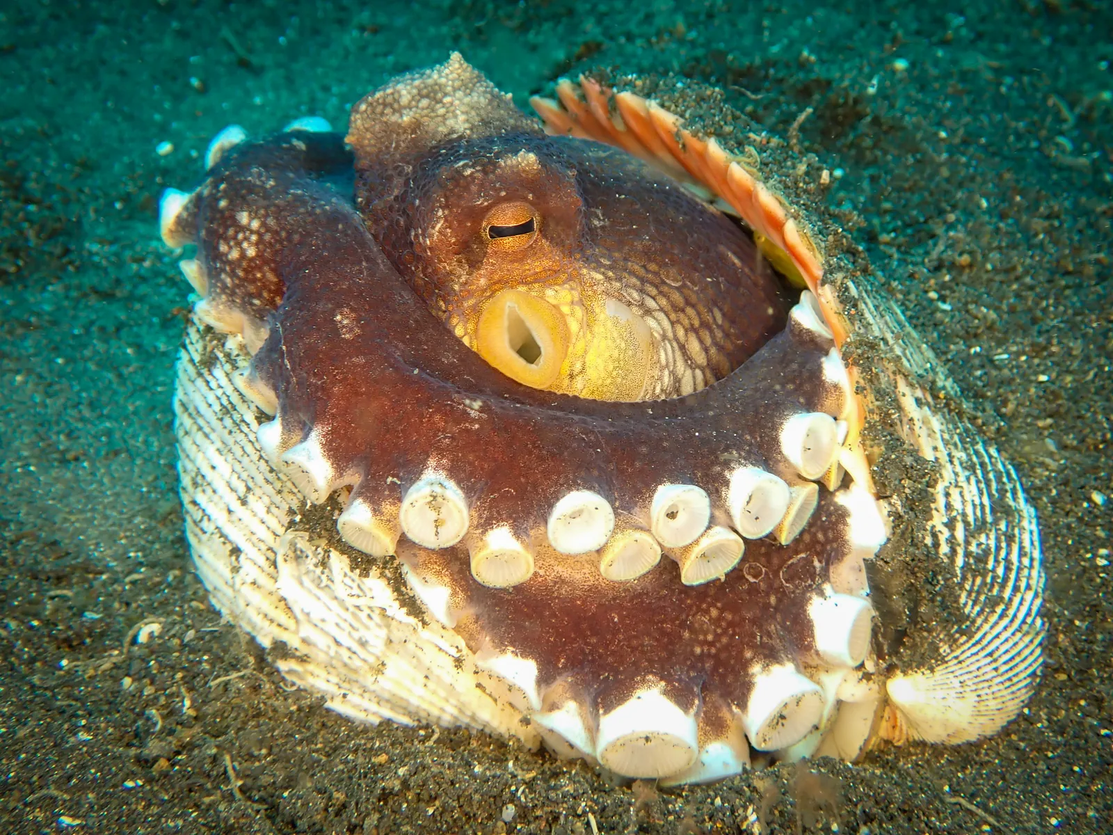 Coconut Octopus (Amphioctopus marginatus) photographed underwater in Lembeh Strait, North Sulawesi, Indonesia, August 2026.