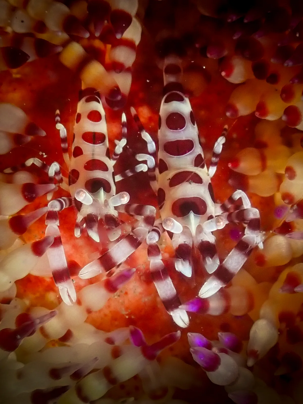 Coleman Shrimp (Periclimenes colemani) photographed underwater in Lembeh Strait, North Sulawesi, Indonesia, August 2026.