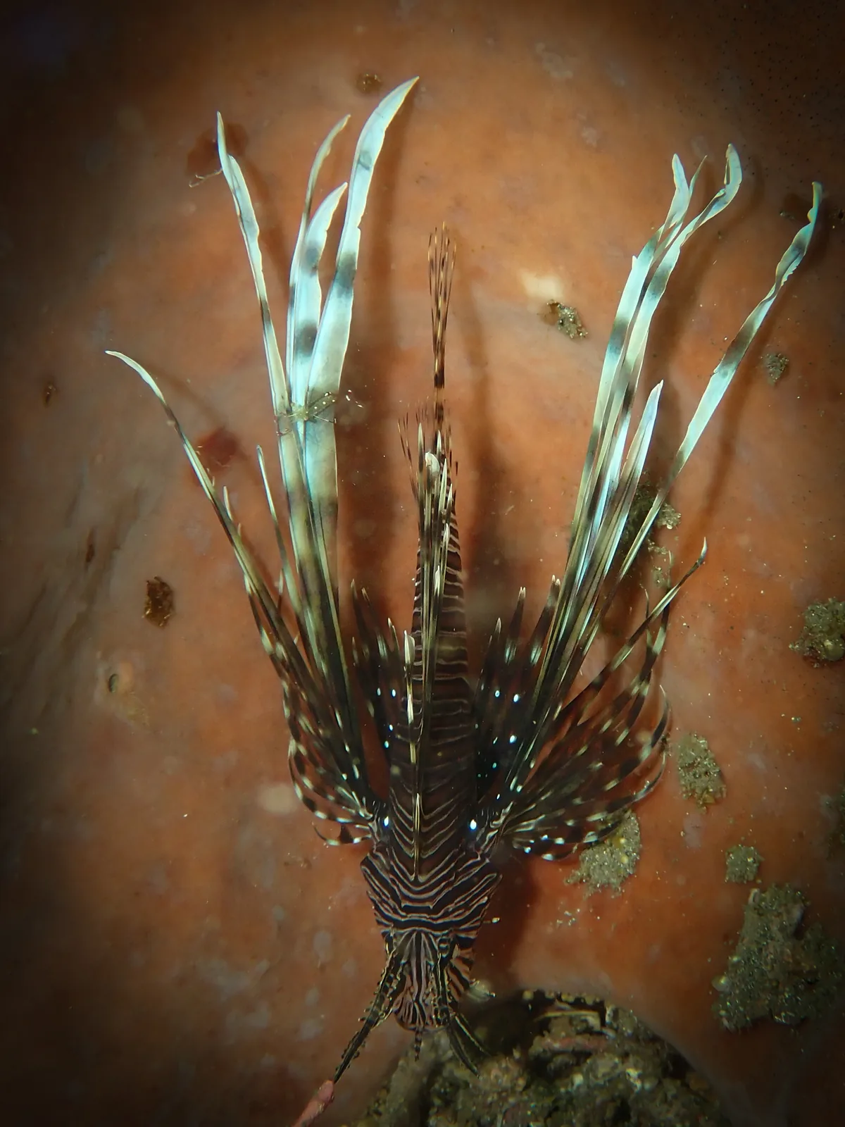 Common Lionfish (Pterois volitans) photographed underwater in Lembeh Strait, North Sulawesi, Indonesia, August 2026.
