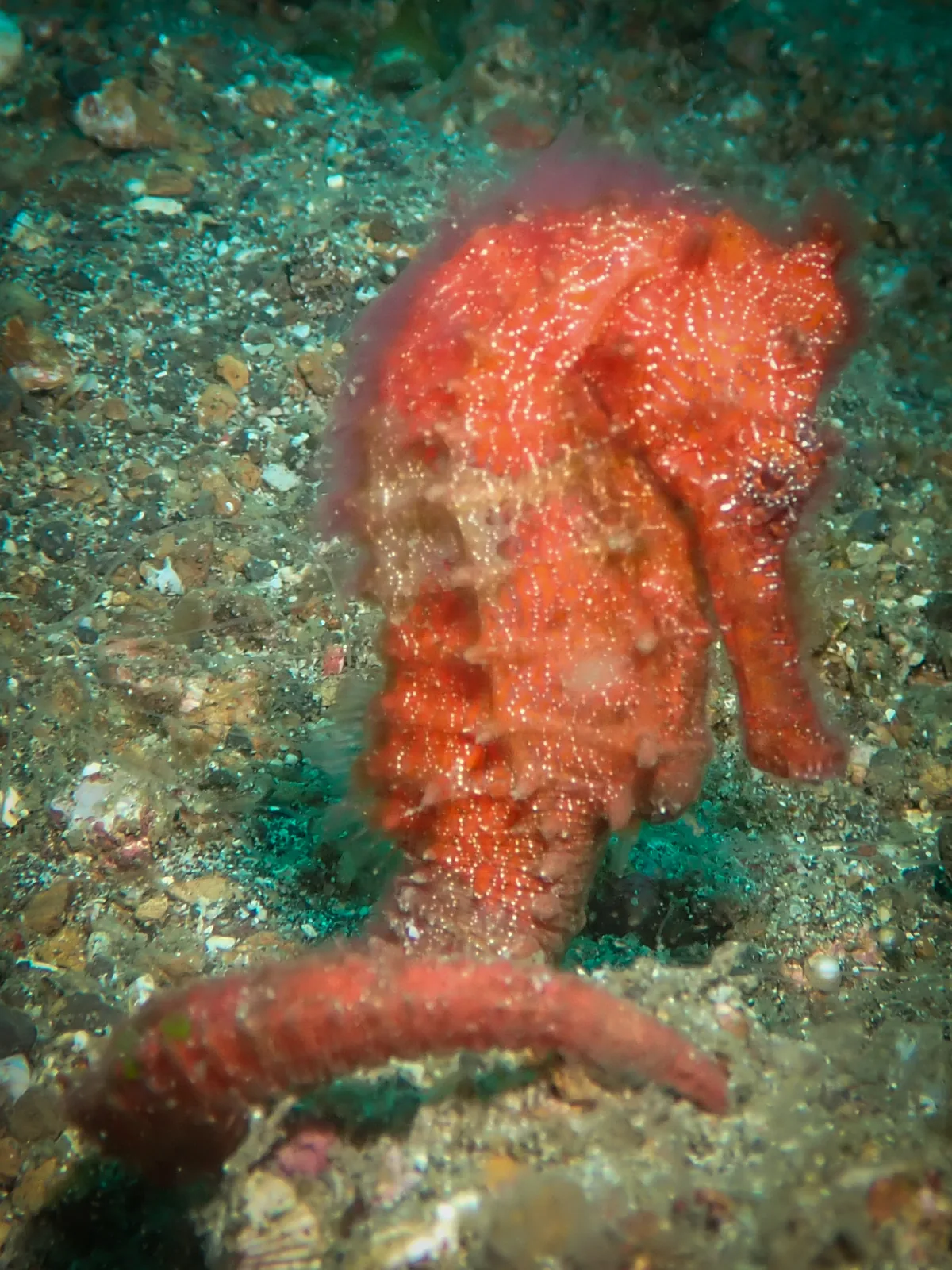 Common Seahorse (Hippocampus kuda) photographed underwater in Lembeh Strait, North Sulawesi, Indonesia, August 2026.
